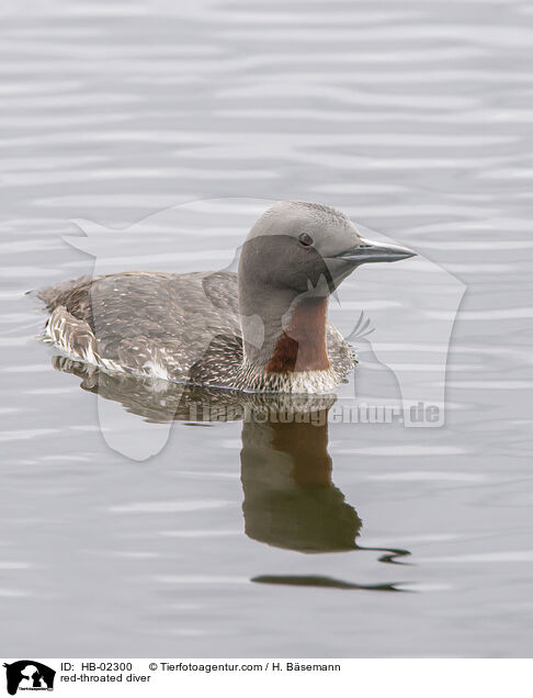 Sterntaucher / red-throated diver / HB-02300