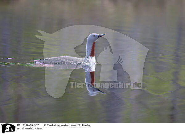 Sterntaucher / red-throated diver / THA-09807