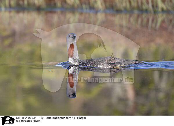 Sterntaucher / red-throated diver / THA-09821