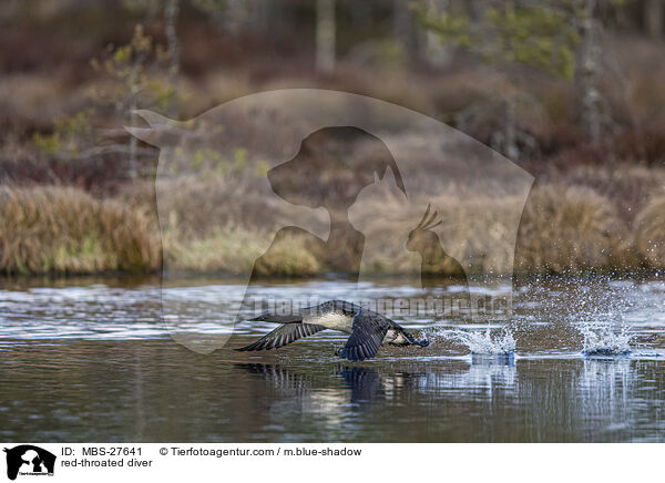 Sterntaucher / red-throated diver / MBS-27641