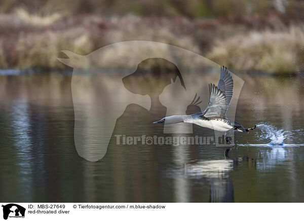 Sterntaucher / red-throated diver / MBS-27649