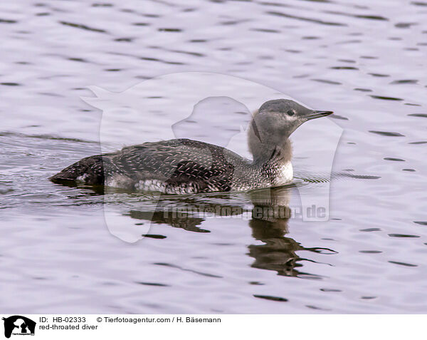 Sterntaucher / red-throated diver / HB-02333