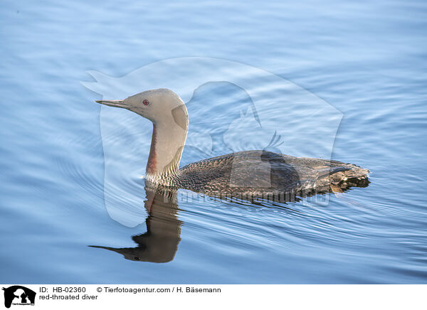 Sterntaucher / red-throated diver / HB-02360