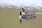 red-throated diver