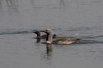 red-throated diver