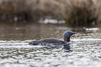 red-throated diver