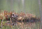 red-throated diver