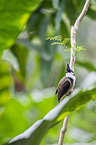 red-whiskered bulbul