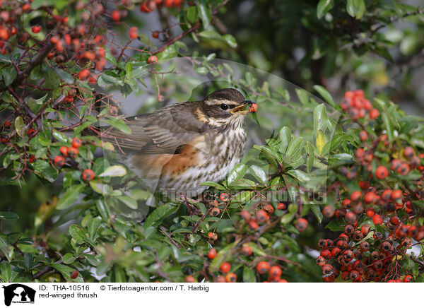 Rotdrossel / red-winged thrush / THA-10516