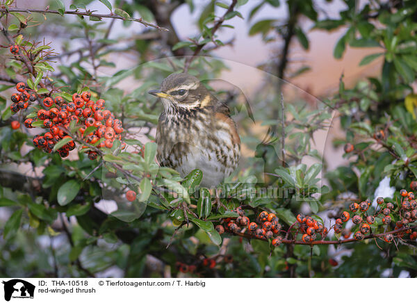 Rotdrossel / red-winged thrush / THA-10518