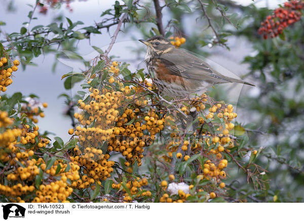 Rotdrossel / red-winged thrush / THA-10523