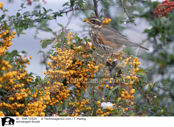 Rotdrossel / red-winged thrush / THA-10524