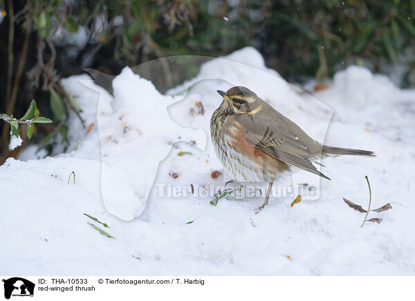 Rotdrossel / red-winged thrush / THA-10533