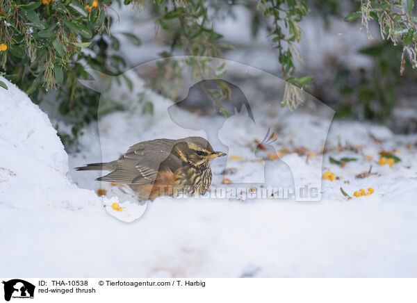 Rotdrossel / red-winged thrush / THA-10538