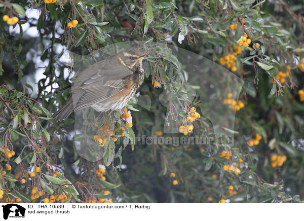 Rotdrossel / red-winged thrush / THA-10539