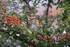 red-winged thrush