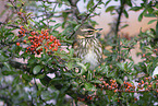 red-winged thrush