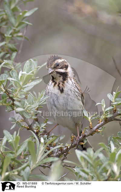 Rohrammer / Reed Bunting / WS-01889