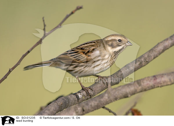 Rohrammer / reed bunting / SO-01235