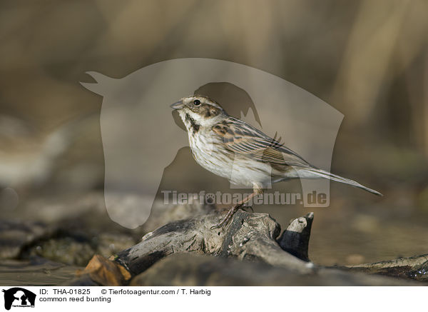 Rohrammer / common reed bunting / THA-01825