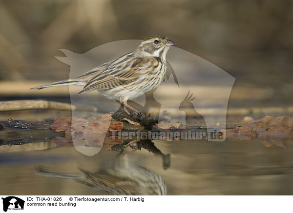Rohrammer / common reed bunting / THA-01826