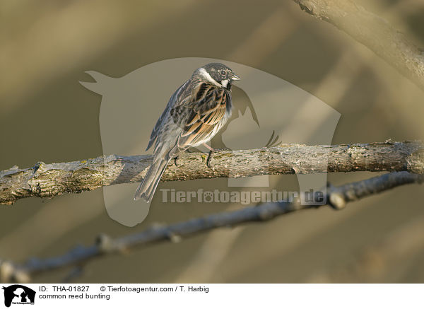 Rohrammer / common reed bunting / THA-01827