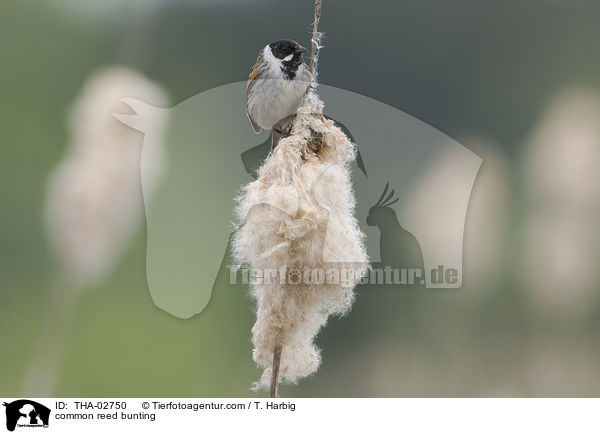 Rohrammer / common reed bunting / THA-02750