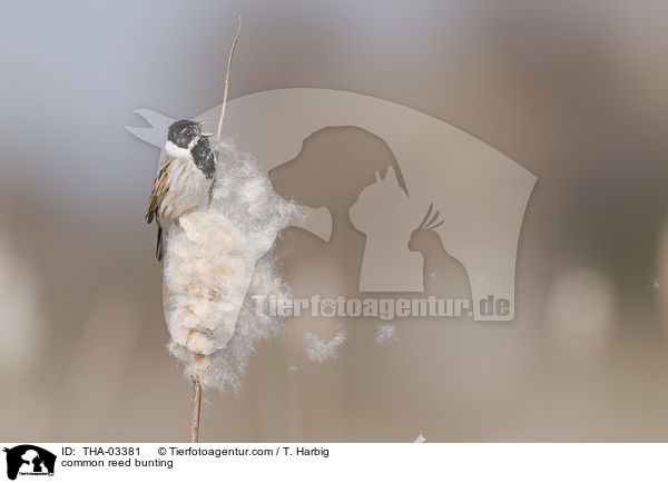 Rohrammer / common reed bunting / THA-03381