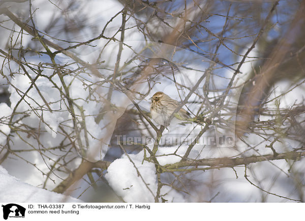Rohrammer / common reed bunting / THA-03387
