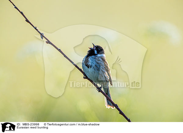 Eurasian reed bunting / MBS-23998