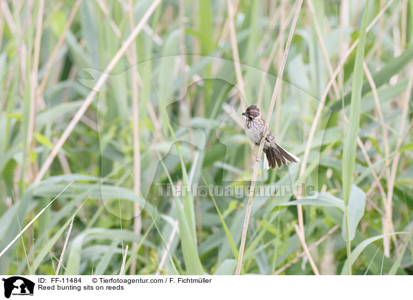 Rohrammer sitzt auf Schilf / Reed bunting sits on reeds / FF-11484