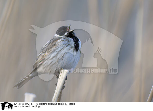 Rohrammer / common reed bunting / THA-10216