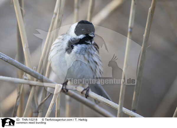 Rohrammer / common reed bunting / THA-10218