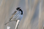 common reed bunting