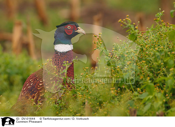 Fasan / Common Pheasant / DV-01644