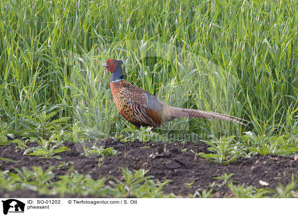 Fasan / pheasant / SO-01202