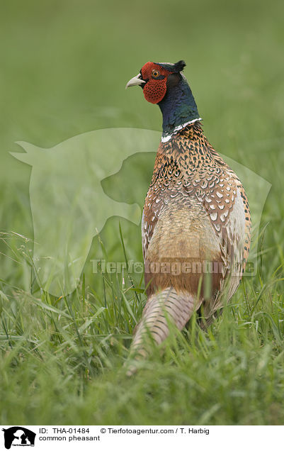 common pheasant / THA-01484