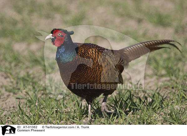 Fasan / Common Pheasant / AT-01062