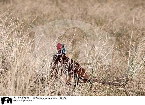 common pheasant / SO-02233