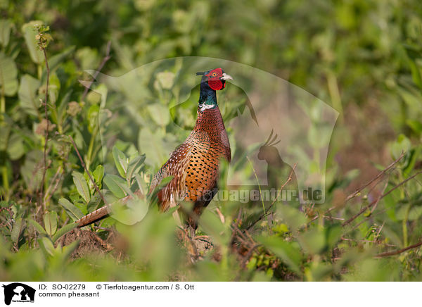 common pheasant / SO-02279