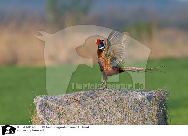 common pheasant / AT-01436