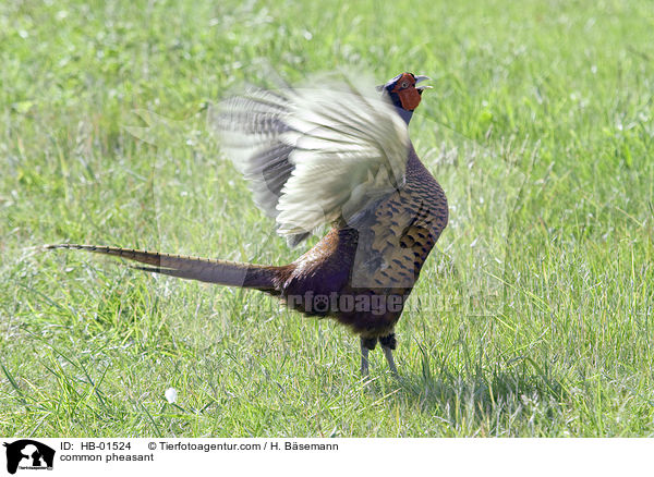 Fasan / common pheasant / HB-01524