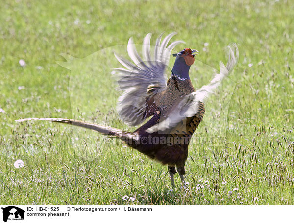 Fasan / common pheasant / HB-01525