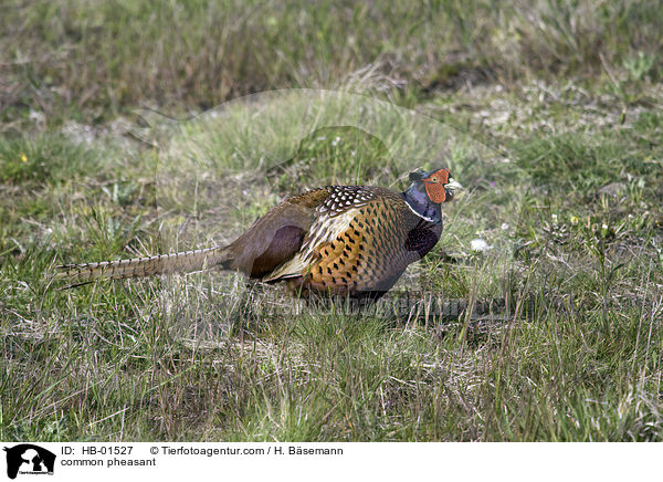 common pheasant / HB-01527