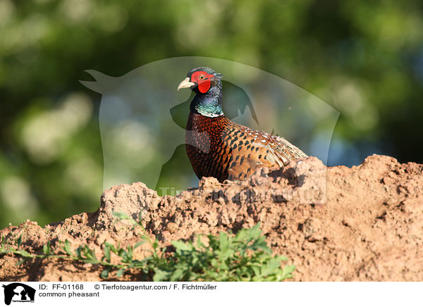 common pheasant / FF-01168