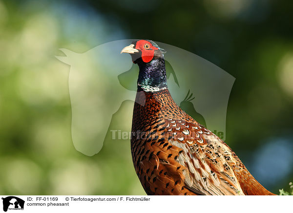 common pheasant / FF-01169