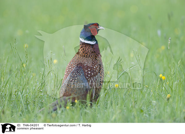 common pheasant / THA-04201