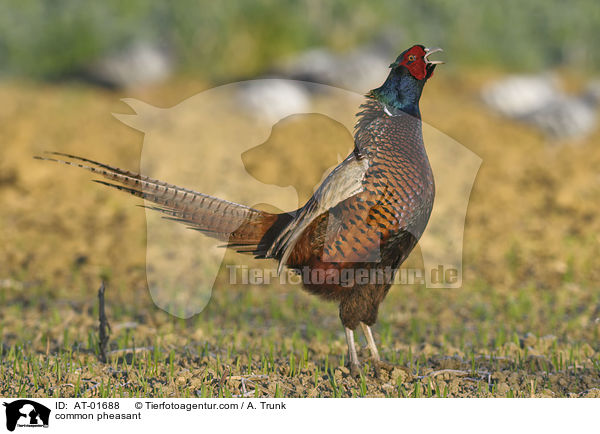 common pheasant / AT-01688