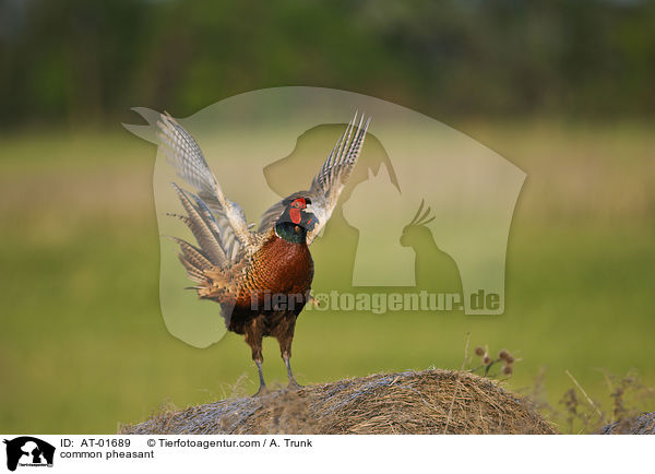common pheasant / AT-01689