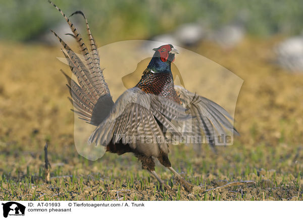 common pheasant / AT-01693